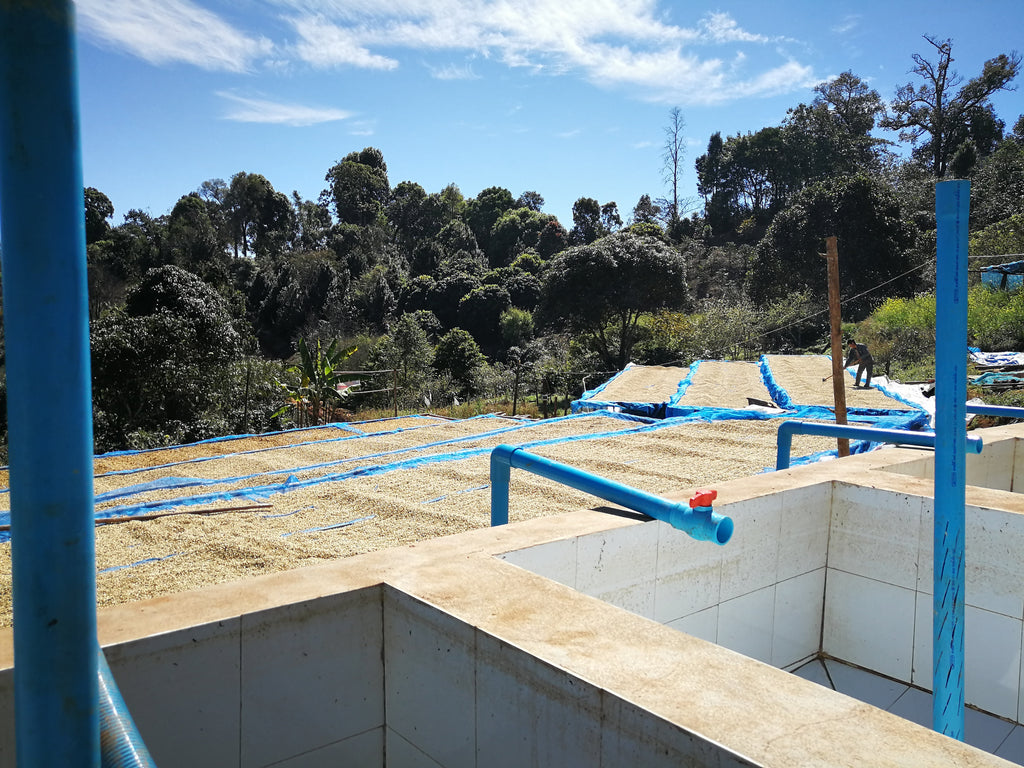 A view over the coffee processing area at Doi Pangkhon