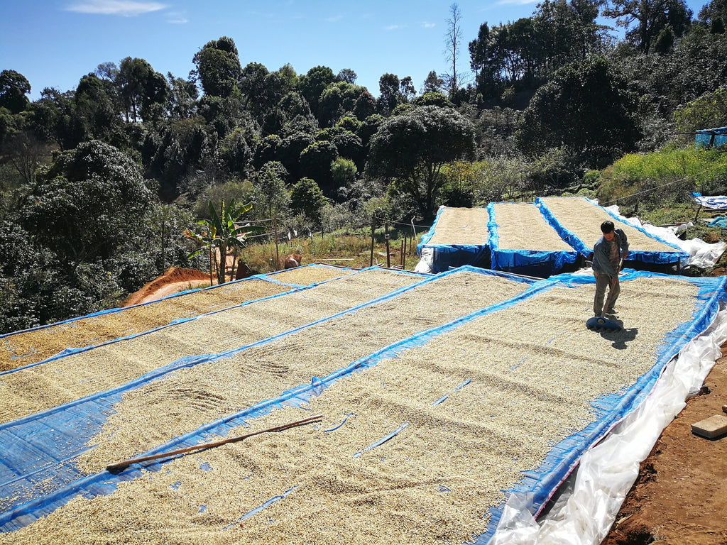 Coffee drying on concrete patios