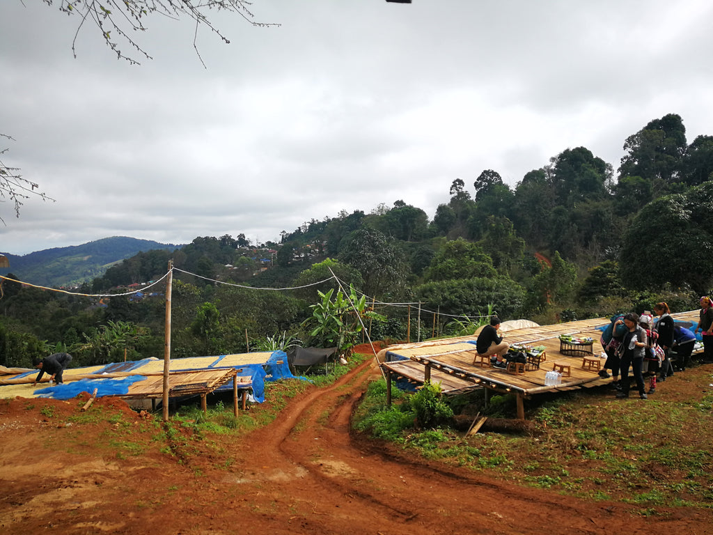 Coffee drying on raised beds in Chiang Mai, Thailand