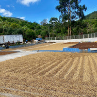 Coffee drying on concrete patios in the Costa Rican sun outside the Don Mayo micromill in Tarrazu.