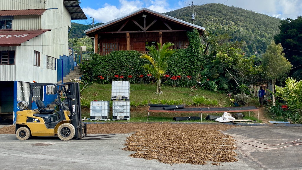 Coffee drying on concrete patios in the Costa Rican sun outside the Don Mayo micromill in Tarrazu.