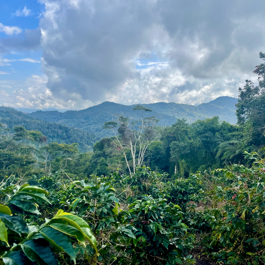 Coffee growing on Volcan del Tigre in Bolivia alongside native shade plants with a view of the surrounding mountains