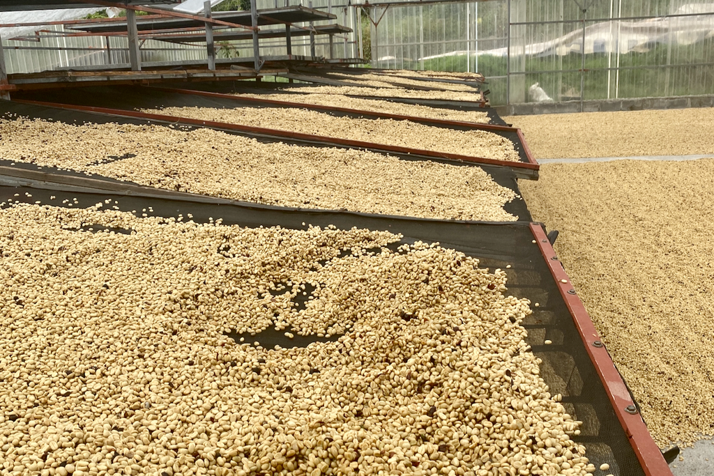 Coffee drying on raised beds and a concrete patio at the Don Joel micromill