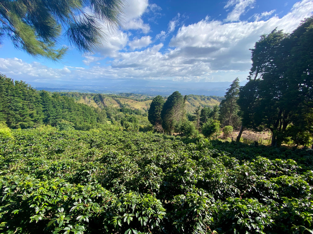 Villa Sarchi variety coffee growing at 1,700 m.a.s.l. on the Los Pinos plot of Finca Monte Lourdes, one of two farms that form Finca Sumava de Lourdes