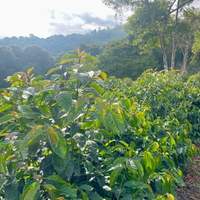 Coffee trees bathed in sunshine in Copacabana, Bolivia