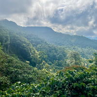 A view over coffee growing in Copacabana, Bolivia
