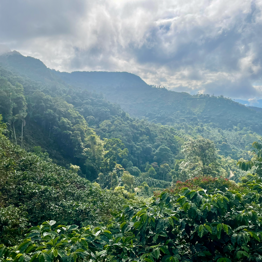 A view over coffee growing in Copacabana, Bolivia