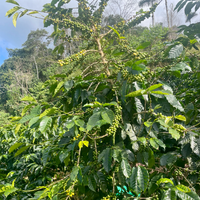 Coffee growing on the tree in Copacabana, Bolivia