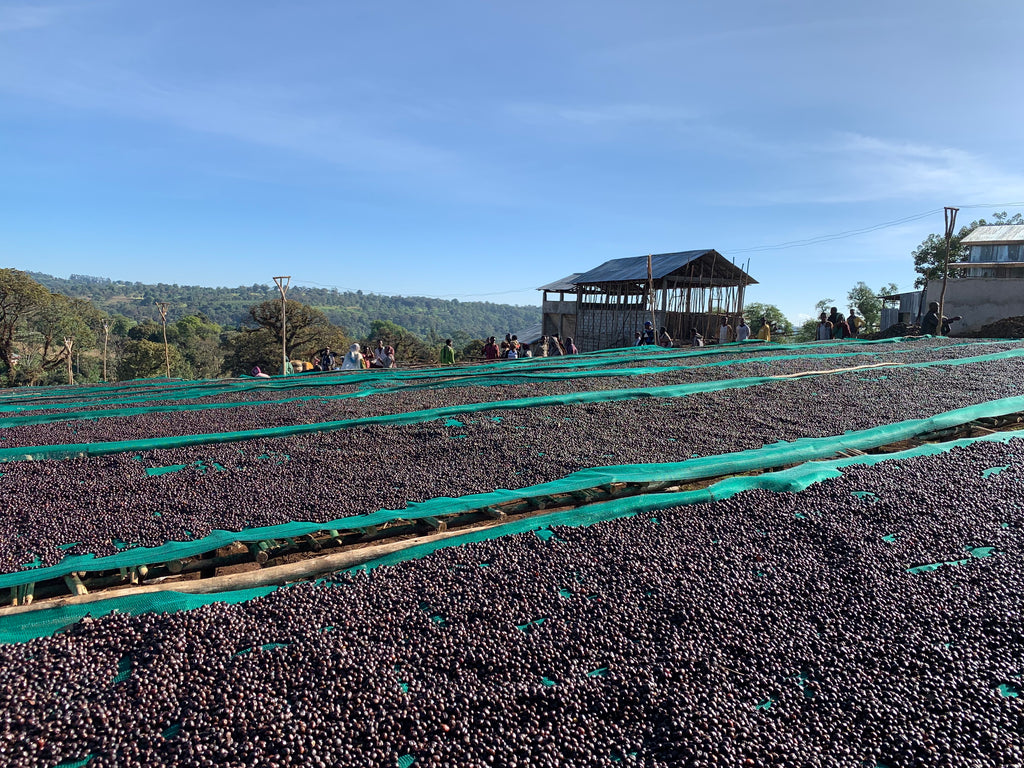 Coffee drying on raised beds at Ana Sora