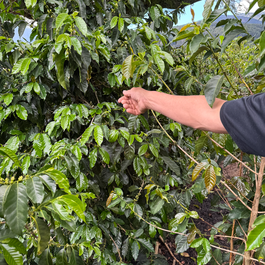 Costa Rica: Granitos - Ortiz 1800