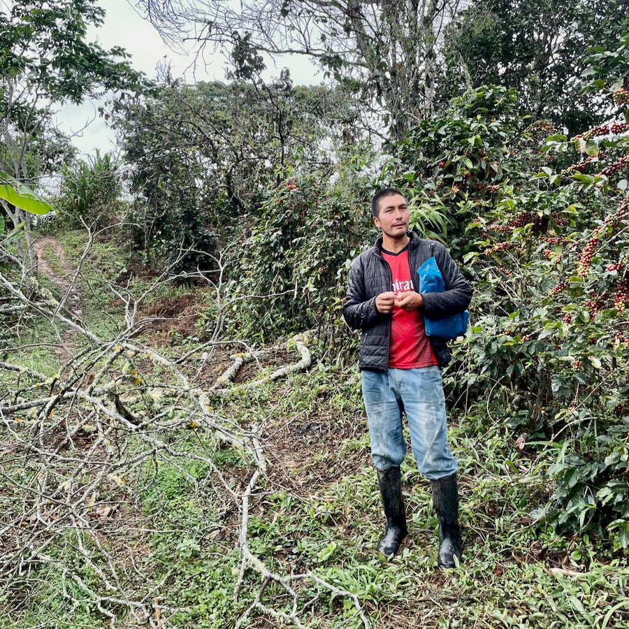 Eyner Saldivar with his coffee trees at El Cedro in Jaen, Peru