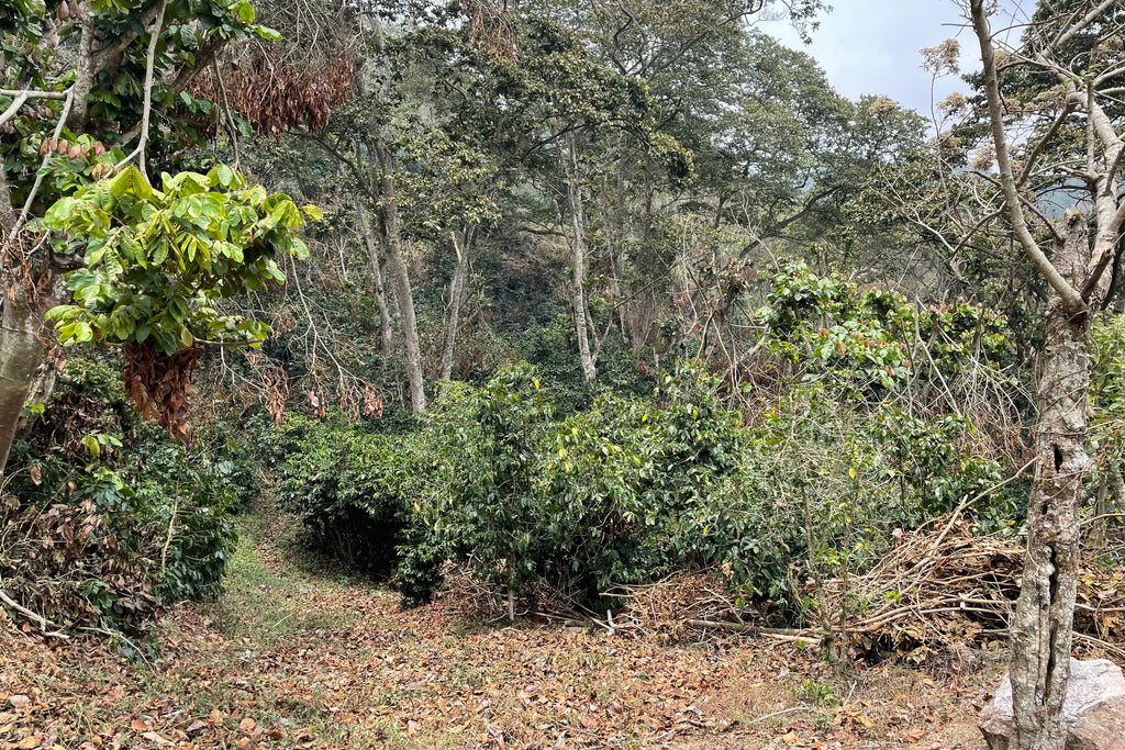 Coffee growing at La Alondra in Lepaterique, Honduras
