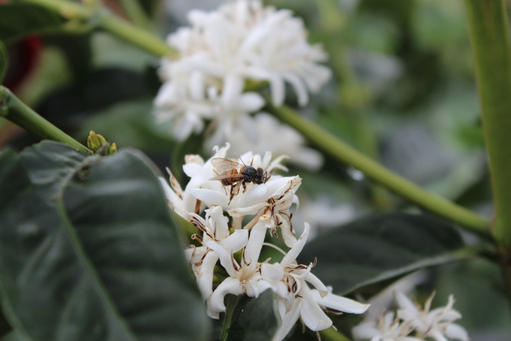 Coffee flowers blossoming in Mahembe, Rwanda