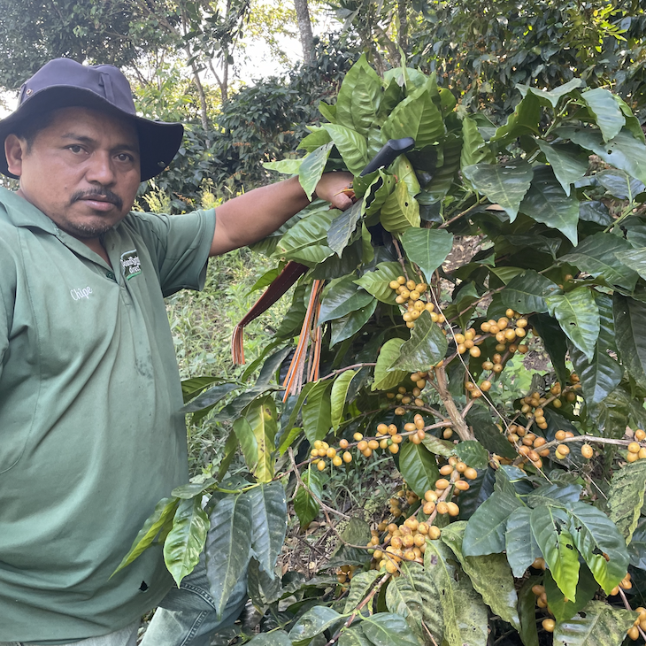 A farm worker at Finca Argentina in Ahuachapán, El Salvador, shows a yellow fruiting Yellow Pacamara coffee tree to the camera.