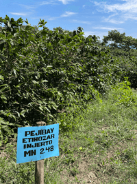 Coffee plants of Ethiosar variety growing at Finca Limoncillo in Matagalpa, Nicaragua, used in Ozone Coffee's natural processed beans.