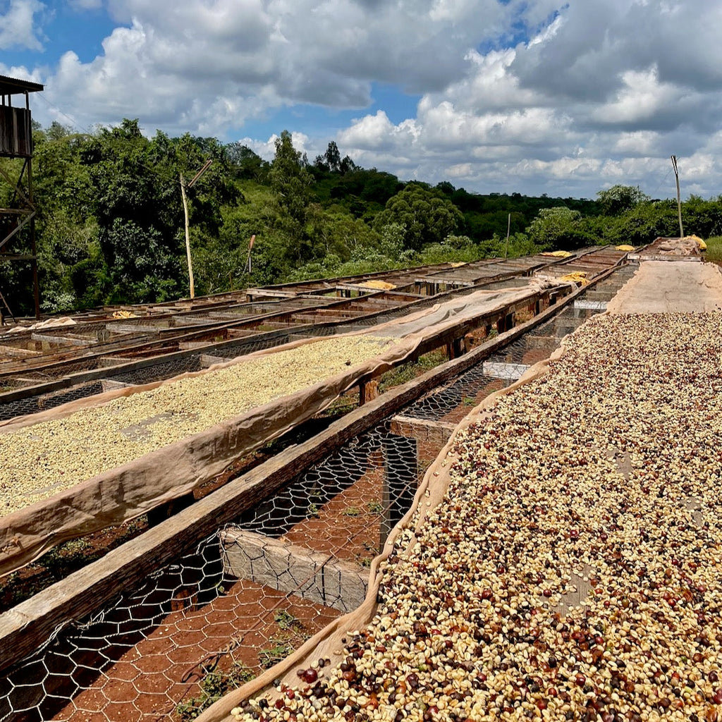 Coffee drying on raised African beds at the Kiriga Estate in Gatanga, Muranga, Kenya