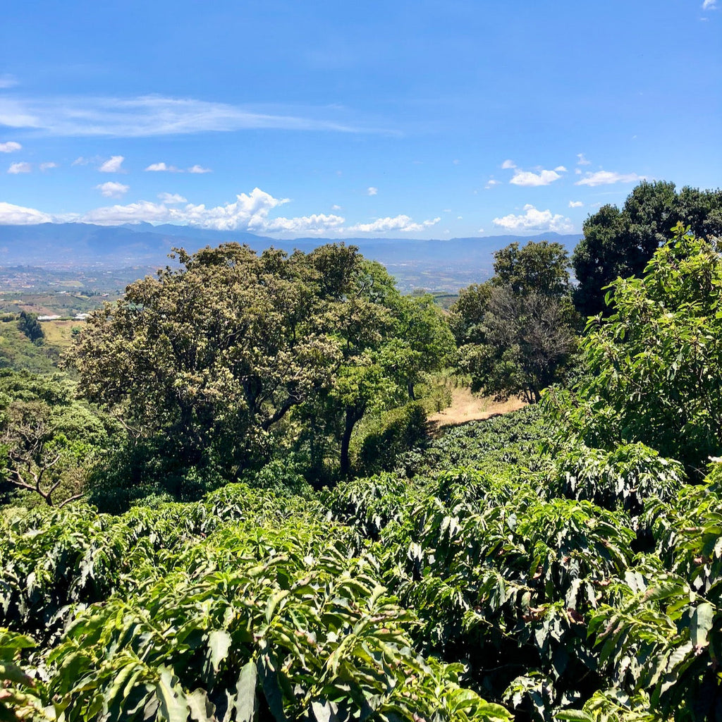 A view over Finca La Cumbre, one of Allan's two farms in Alajuela, Costa Rica