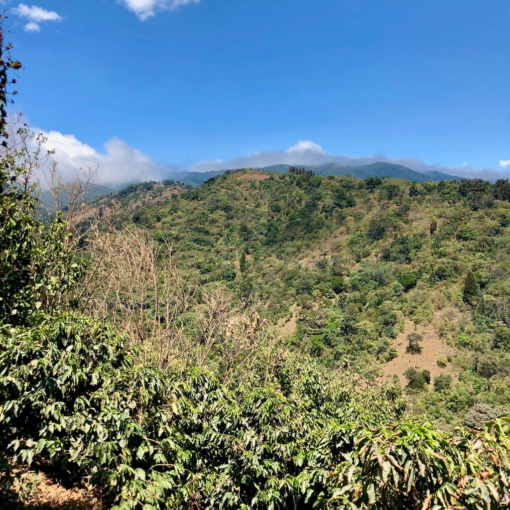 A view over one of Allan's two farms, Finca La Cumbre, in Alajuela, Costa Rica