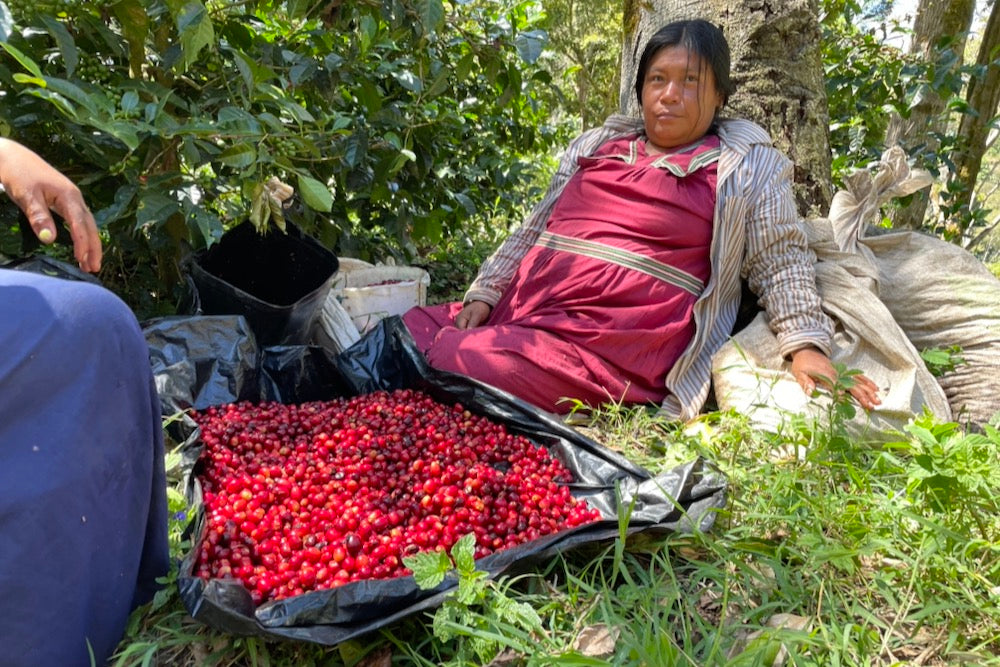 A coffee picker at Finca Deborah in Chiriqui, Panama