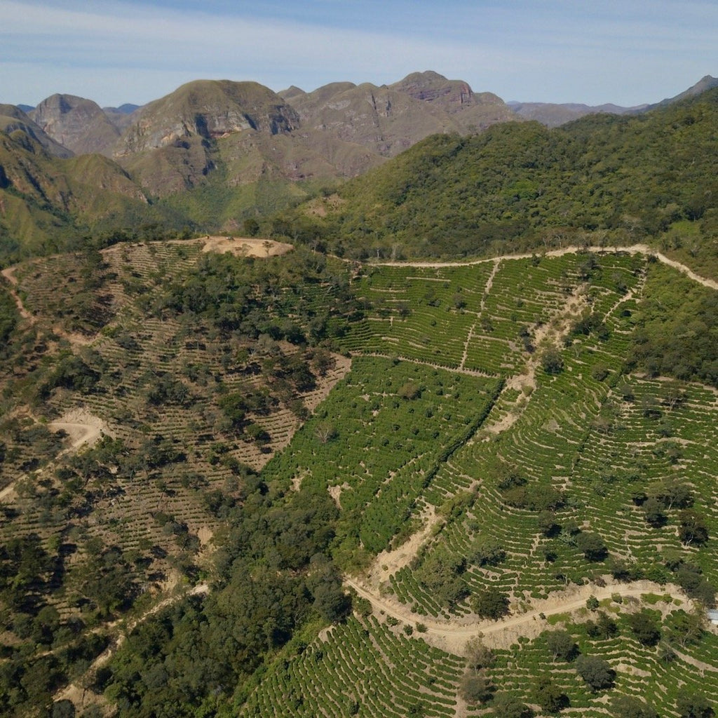 A view over Finca Floripondio