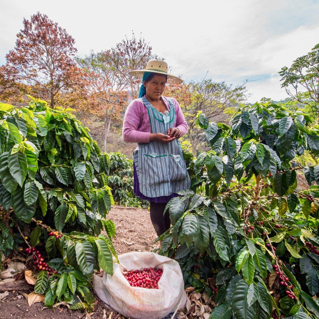 A coffee picker working at Finca Floripondio