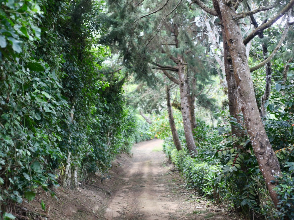 A road winding through Finca San José in Ahuachapán, El Salvador