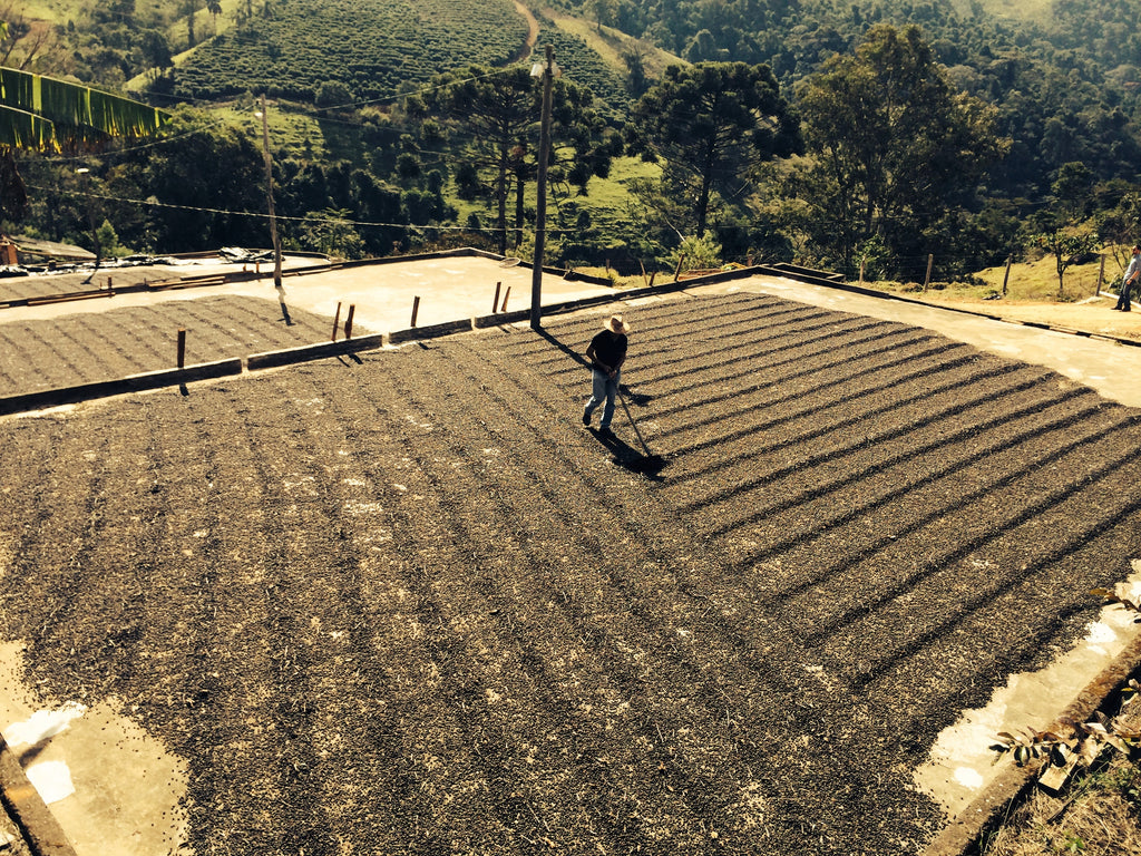 Coffee being dried at Fazenda Inglaterra in Poços de Caldas, Minas Gerais, Brazil