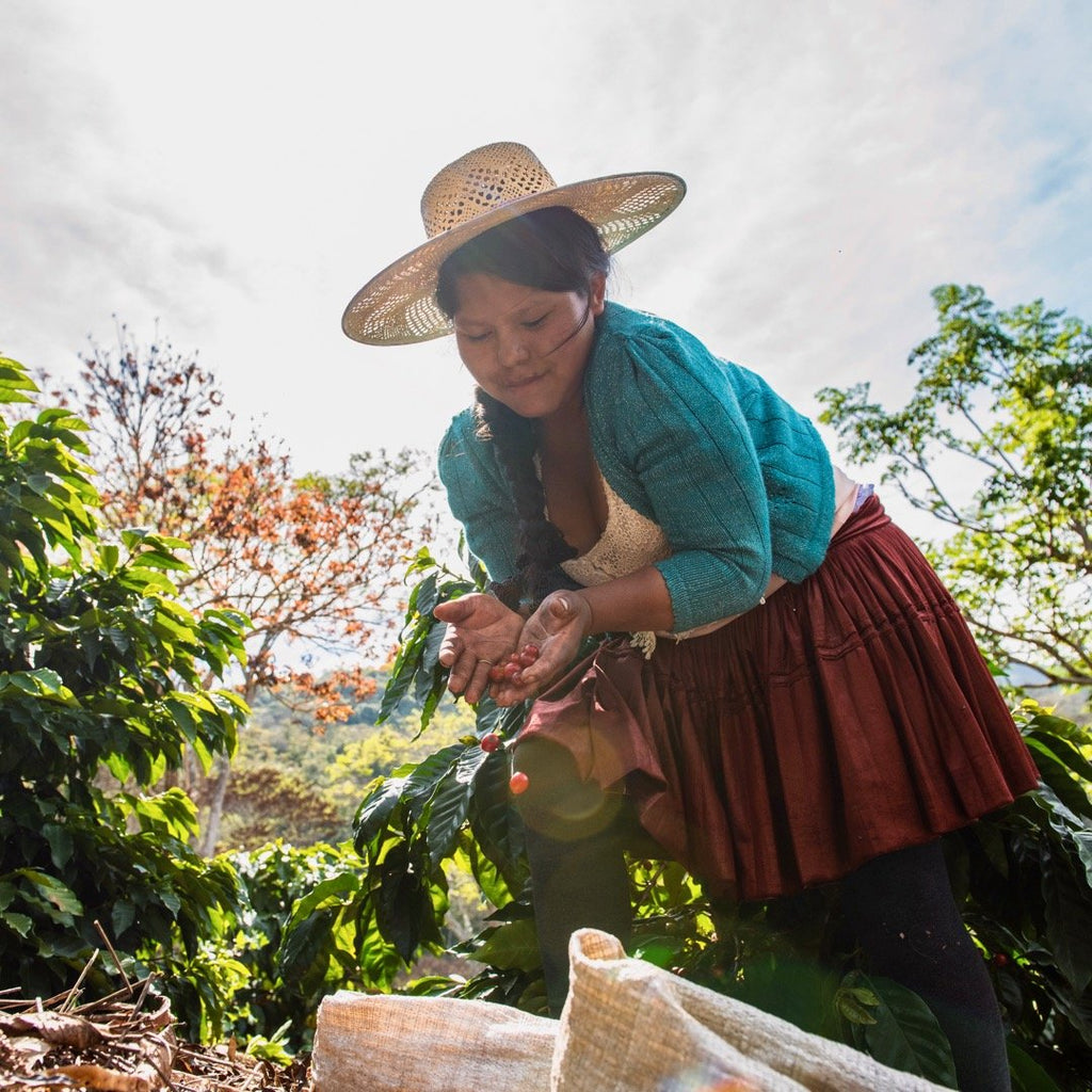 A coffee picker working at Finca Floripondio