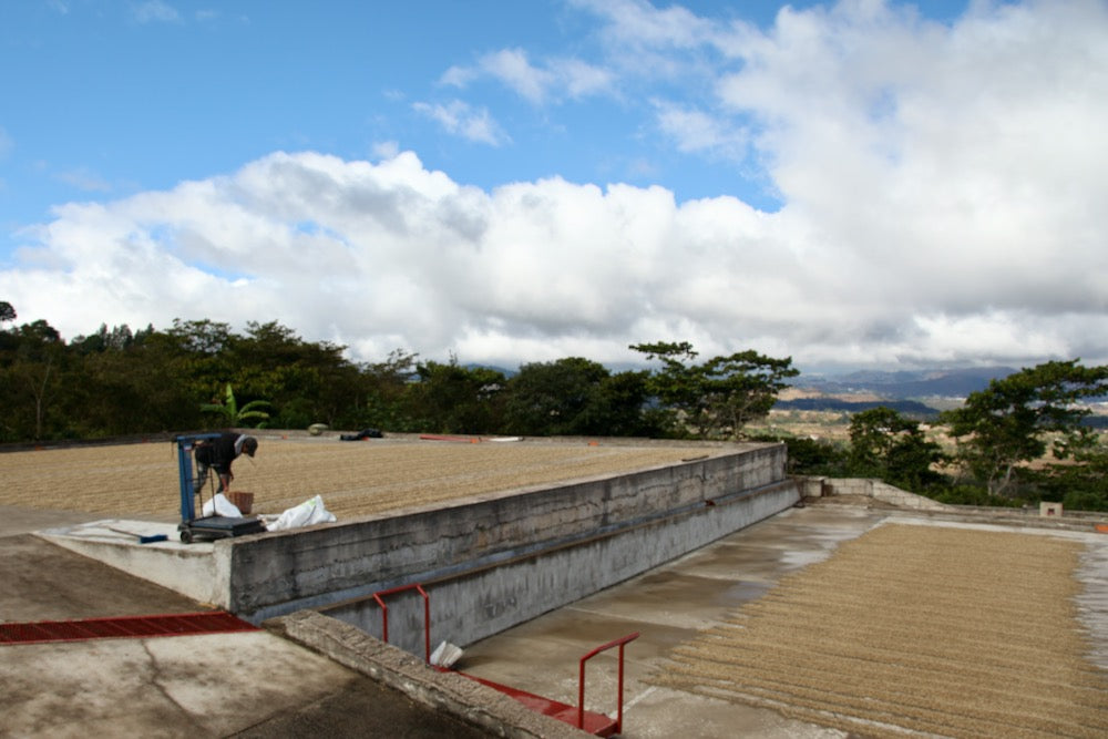 Coffee drying on concrete patios at El Limon in Palencia, Guatemala