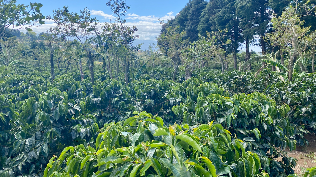 Villa Sarchi coffee growing at Finca Licho in Costa Rica