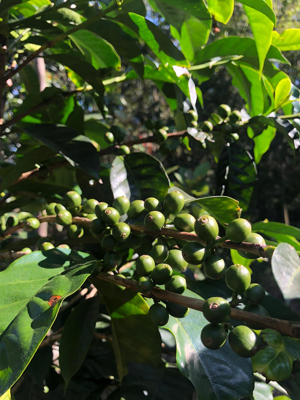 Coffee cherries | Hasbean.co.uk