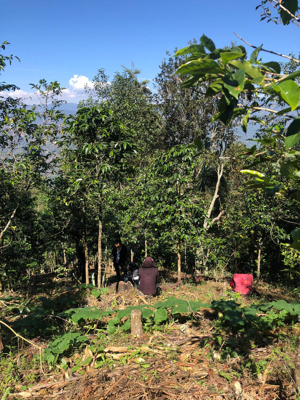 Coffee plants | Hasbean.co.uk