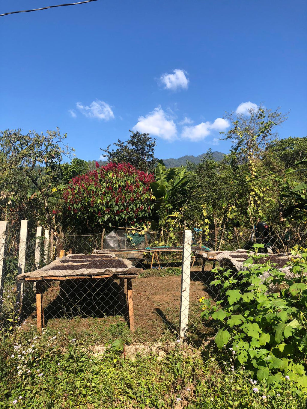 Coffee drying on raised beds | Hasbean.co.uk
