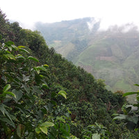 Coffee growing at La Esmeralda in Cajamarca, Peru