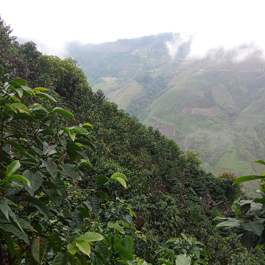 Coffee growing at La Esmeralda in Cajamarca, Peru