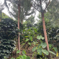 Pine trees at Finca Morales, Peru