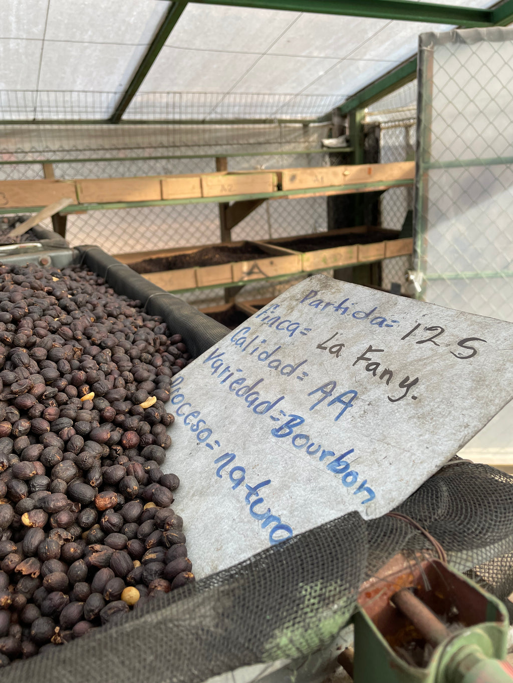 Bourbon natural being processed at San Pedro mill in Apaneca, Ahuachapán, El Salvador