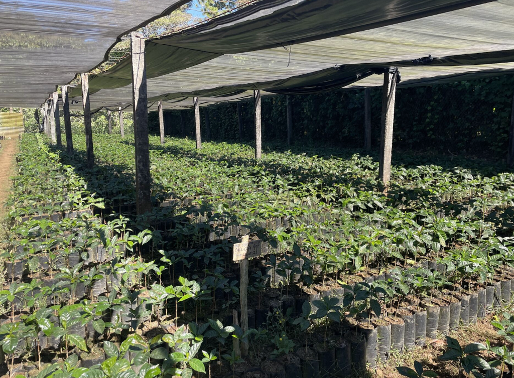 Coffee nursery at Finca La Fany