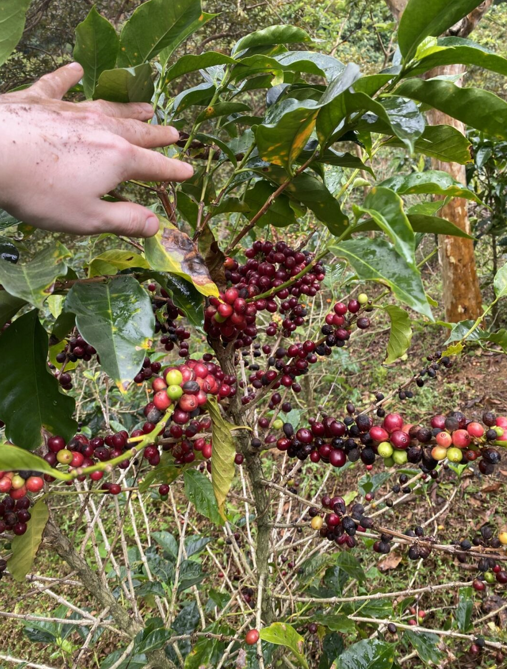 Coffee cherries at El Oasis