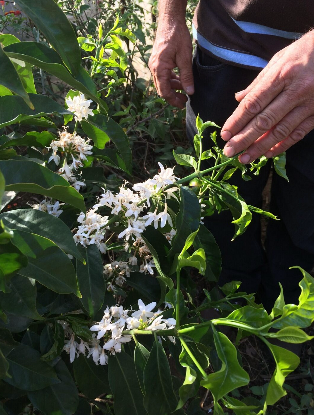 Coffee flowering at El Manatial