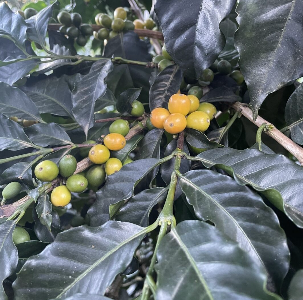 Coffee cherries ripening