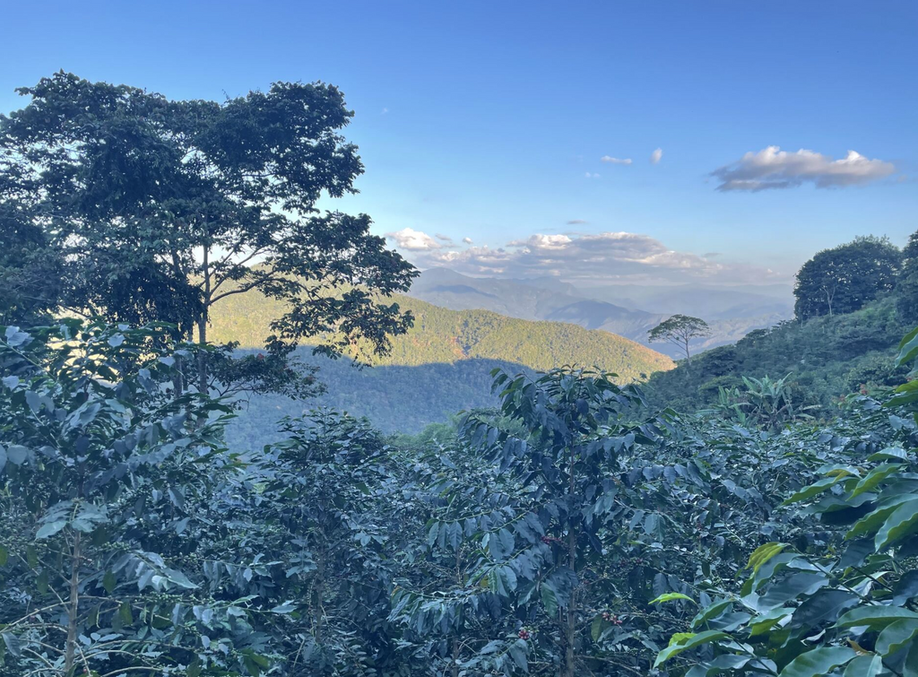 The view across Martin Chirino's farm