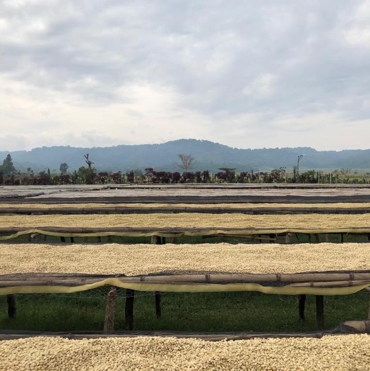 Drying beds at Telila Yukro, Ethiopia | Hasbean.co.uk