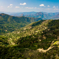 Bolivia: Trapiche, Bourbon, Mosto Washed