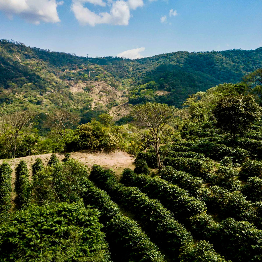 Bolivia: Trapiche, Bourbon, Mosto Washed
