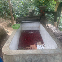 Whole coffee cherries fermenting in the processing basin
