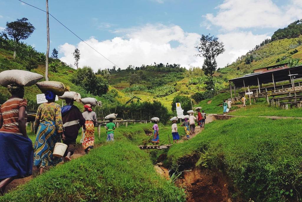 Coffee cherry being delivered by independent smallholder coffee producers