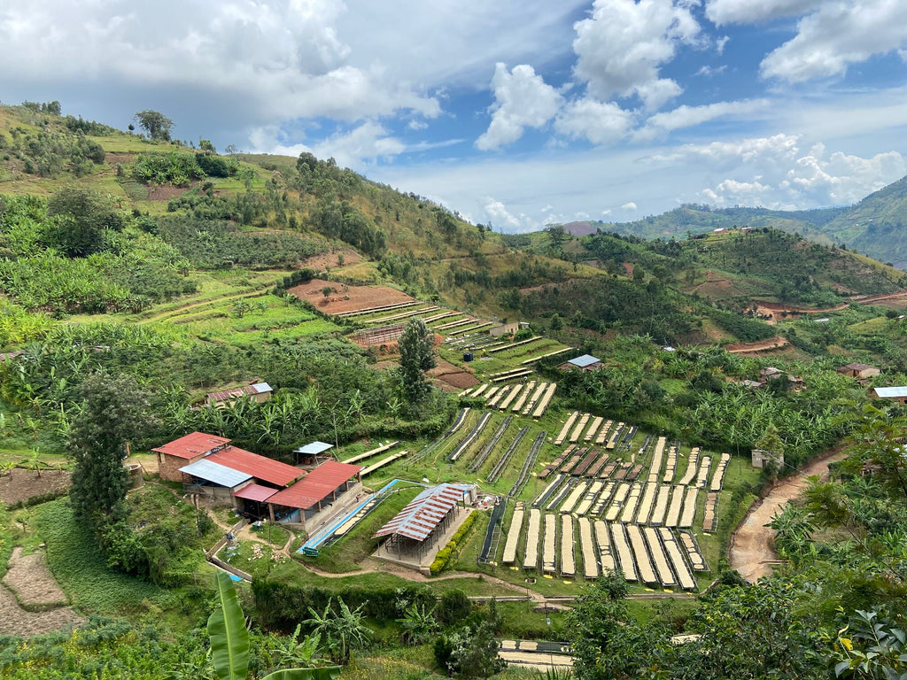 View over the wetmill and drying beds