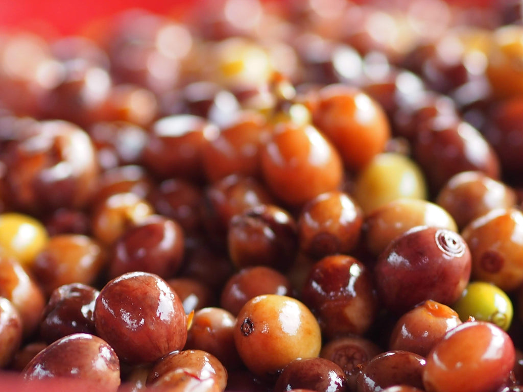 Fermented coffee cherries Nui Intakad & Aoy Jaisooksern's coffee farm in Doi Saket, Chiang Mai, Thailand | Hasbean.co.uk