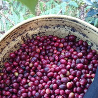 Coffee cherries at Agua Azul, San Antonio de Chingama, Cajamarca, Peru | ozonecoffee.mom